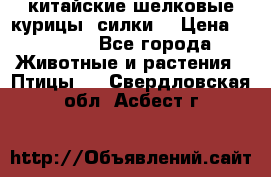 китайские шелковые курицы (силки) › Цена ­ 2 500 - Все города Животные и растения » Птицы   . Свердловская обл.,Асбест г.